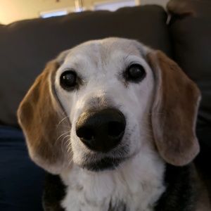 Meet your Posher, Abbie